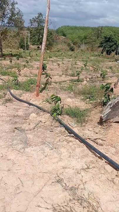 Đất vườn Cư K'Nia 2.7ha 18.75 tỷ - Sinh thái xanh an yên