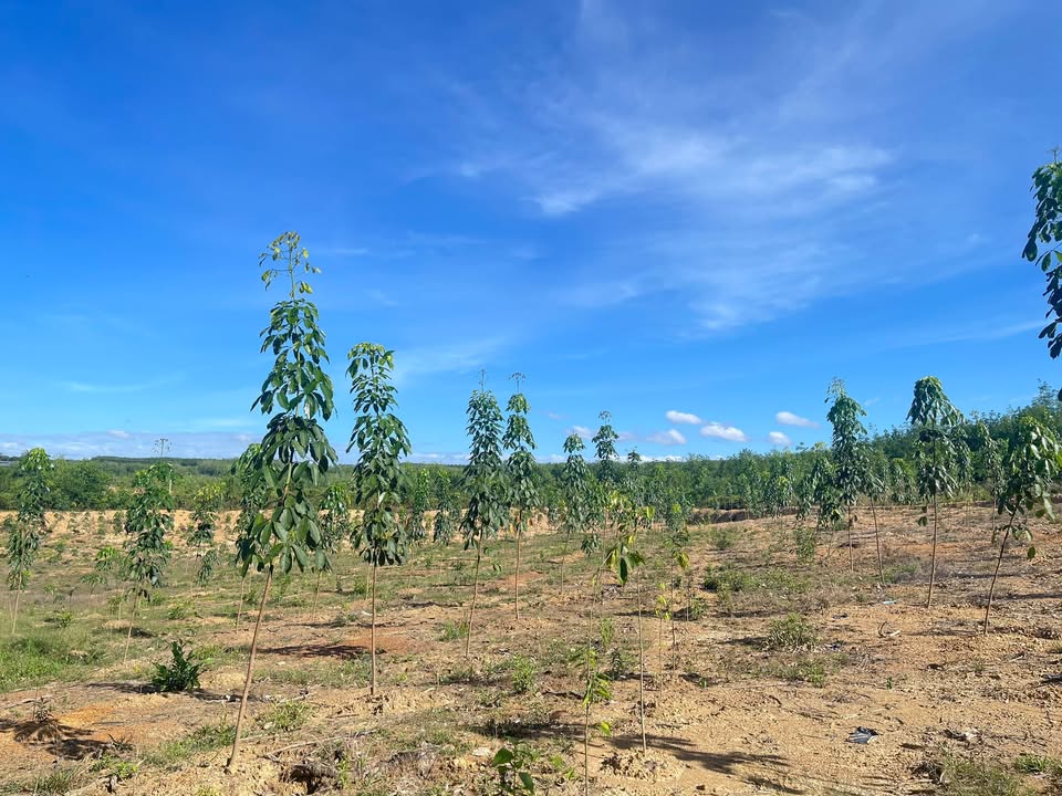 Farm Đồng Tâm Bù Đăng 3.244m² 1.3 tỷ | Pháp lý rõ ràng