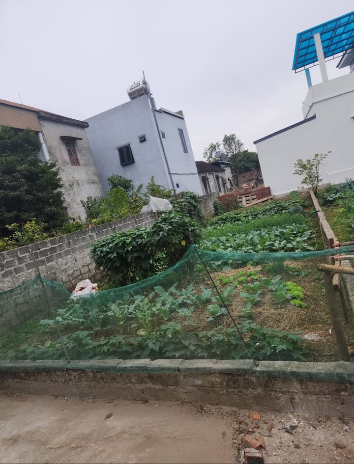 Đất thổ cư Đông Yên Quốc Oai 99m² – Sổ đỏ chính chủ, giá 1,9 tỷ