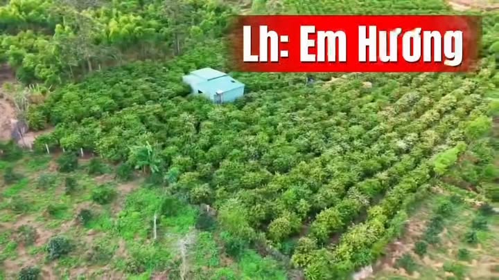 Đất vườn Ayun Mang Yang 1ha 1,98 tỷ - Sinh thái xanh