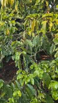 Đất nông nghiệp Ia Dêr Gia Lai 4ha 8.4 tỷ - Tiềm năng tăng giá