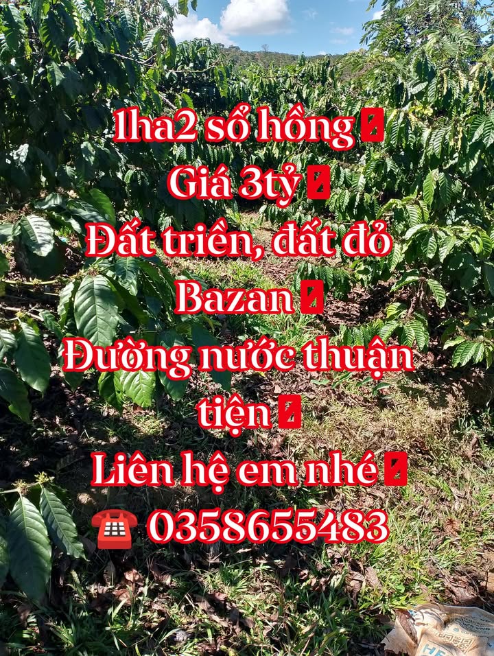 Đất Tân Lâm 1,2ha 3 tỷ - Sổ hồng chính chủ