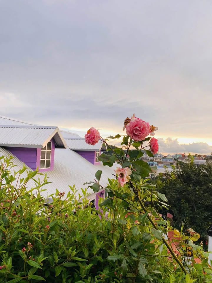 Đất nền Xuân Trường Đà Lạt 1.034m² 10 tỷ - Sổ đỏ chính chủ