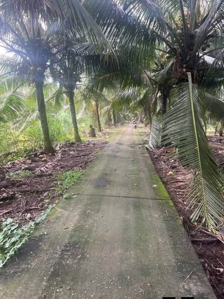 Đất vườn Châu Hưng Bình Đại 6 công 3.6 tỷ - Sổ đỏ chính chủ