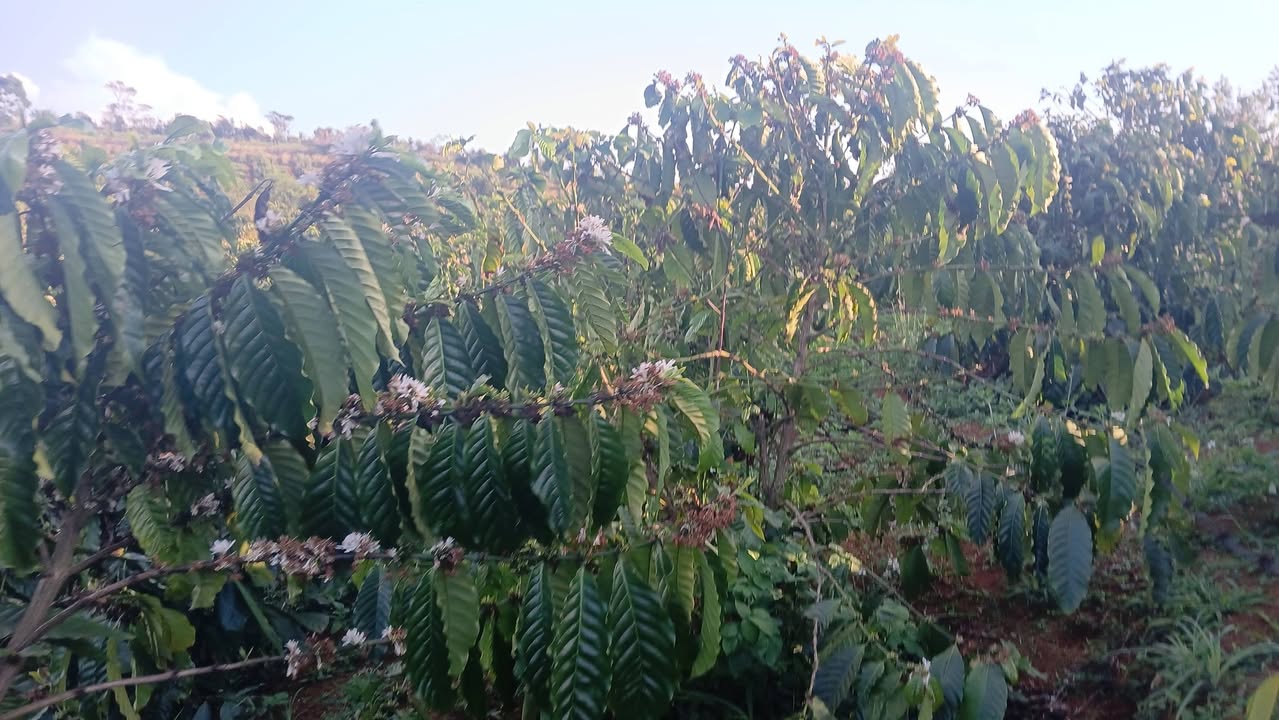 Farm Thôn 7 Bukso Tuy Đức 3240m² 1.55 tỷ - Sổ đỏ chính chủ