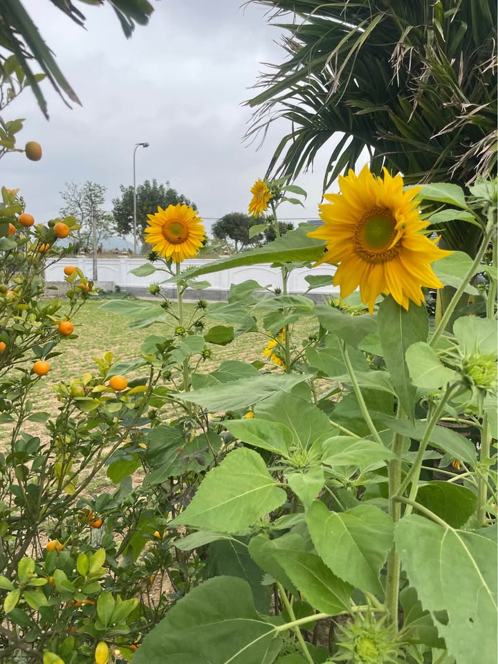 Đất nền Pleiku Hẻm Trường Chinh 255m² - Sổ đỏ chính chủ