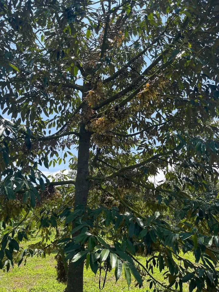 Đất vườn Tân Lạc 2.880m² 4.24 tỷ - Sinh thái xanh