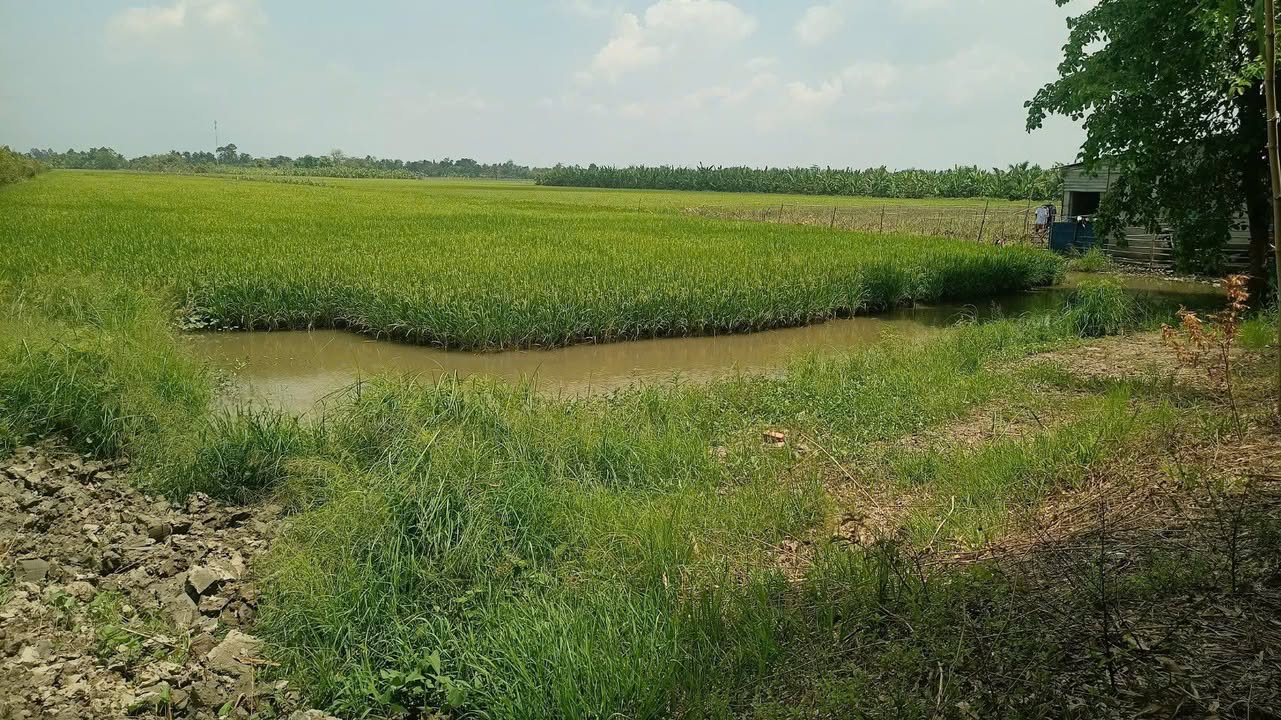 Farm Mỹ Tú Sóc Trăng 22.000m² 1.76 tỷ - Sinh thái xanh