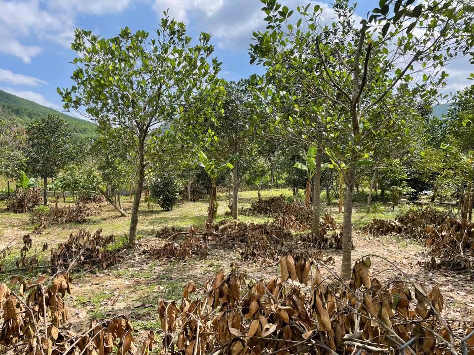 Đất Hoàng Văn Thái Đà Nẵng 2500m² 1 tỷ - Xây dựng tự do