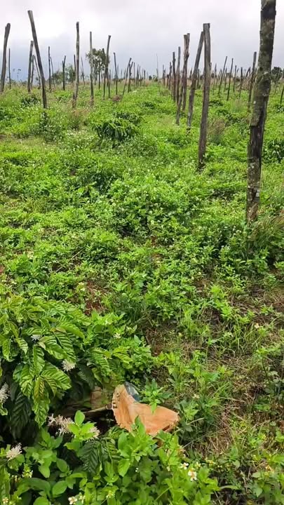 Đất nền Đắk Búk So 1620m² 1.25 tỷ - Sổ đỏ chính chủ