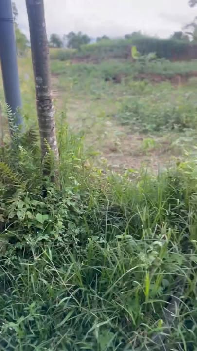 Đất nền Đại Lộc 436m² 1.2 tỷ - Đường ô tô