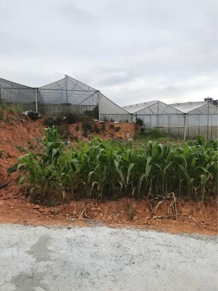 Đất biệt thự Cao Thắng Đà Lạt 333m² giá 7,2 tỷ - Đường to ô tô