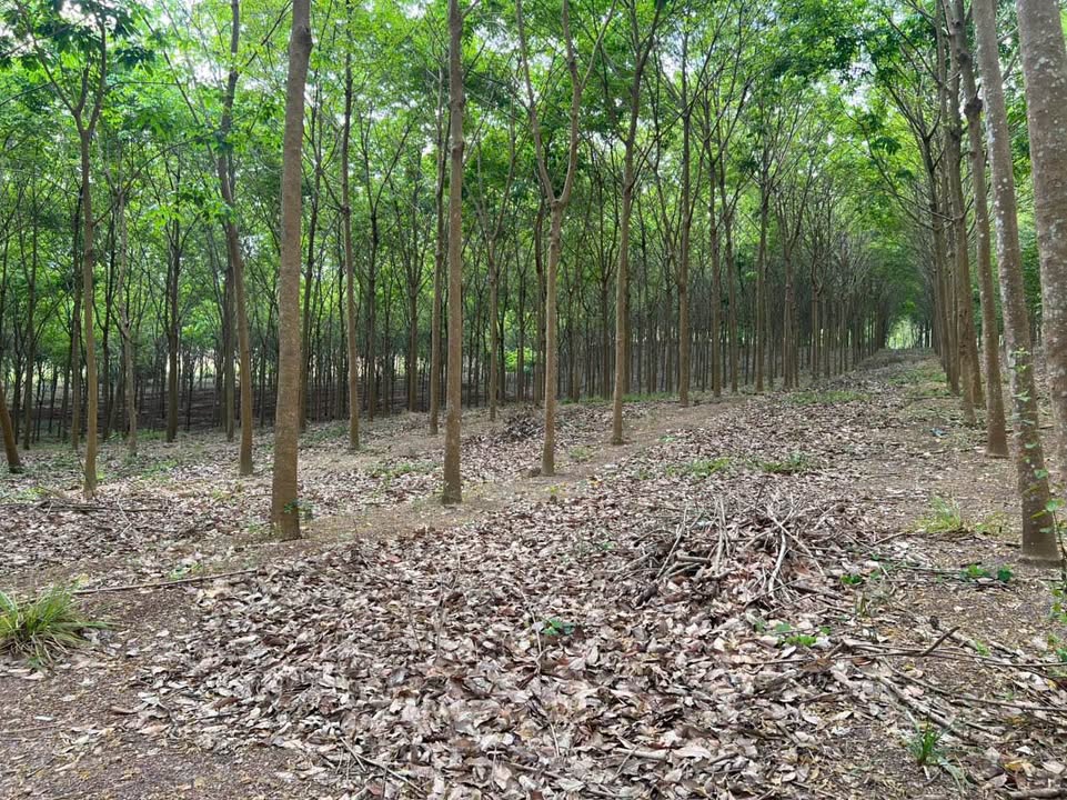 Farm Thuận Lợi Đồng Phú 3,7ha giá 6 tỷ - Đầu tư dài hạn