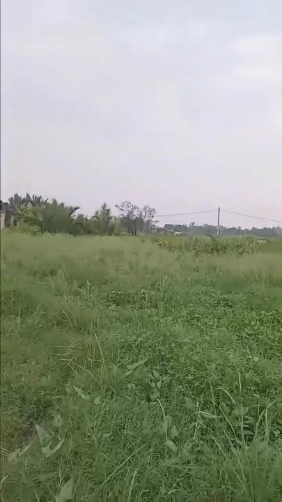 Đất nền Tân Chánh Cần Đước 100m² 600tr - Sổ đỏ chính chủ