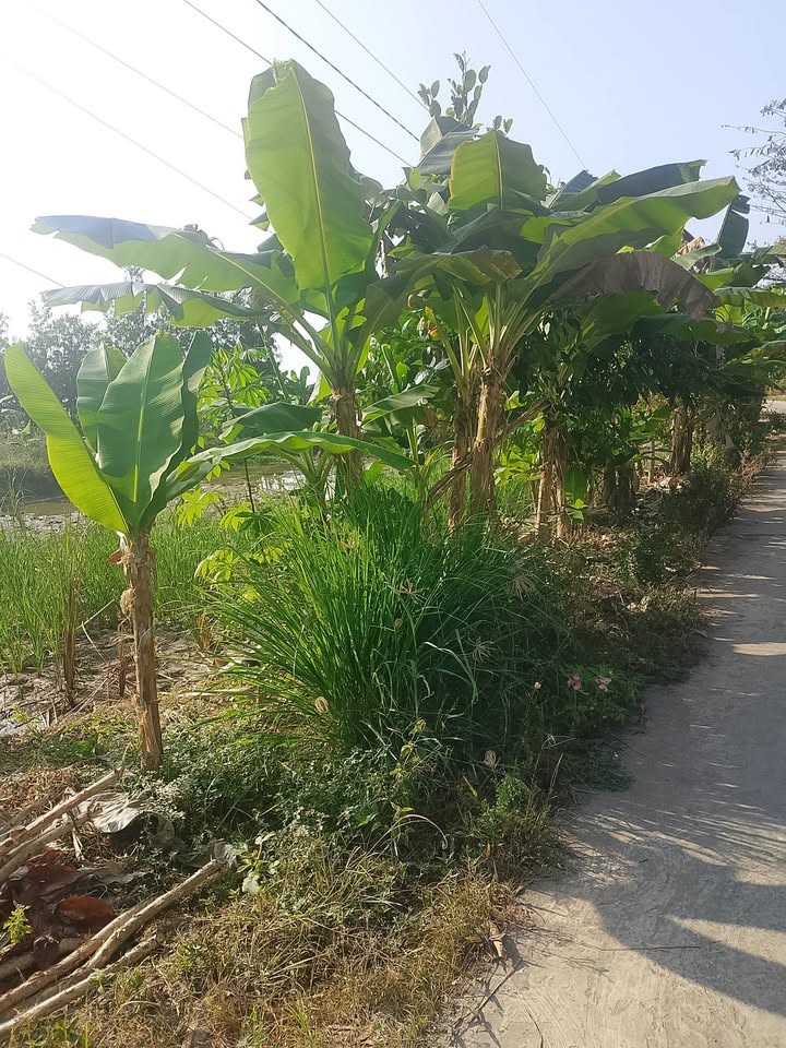 Đất nền Vĩnh Mỹ B 310m² giá 350 triệu - Tiềm năng tăng giá