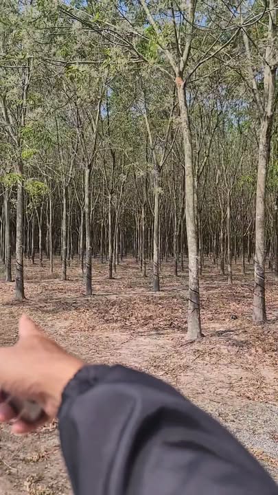 Đất vườn Nha Bích Chơn Thành 16.000m² thỏa thuận - Đầu tư dài hạn