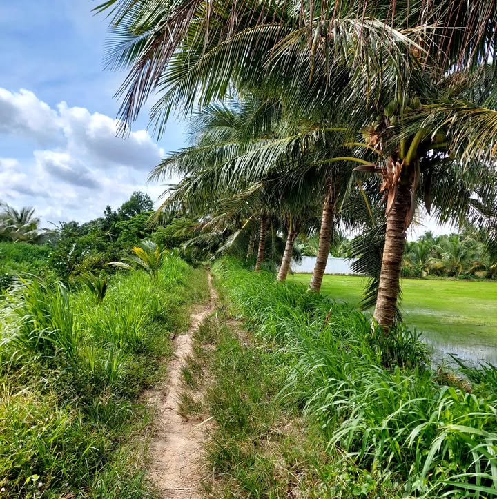 Đất nền Trà Vinh 22.000m² 5,28 tỷ - Sổ đỏ chính chủ