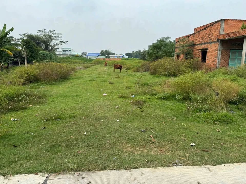 Đất nền Mỹ Hạnh Nam Đức Hòa 320m² 1,7 tỷ - Sổ đỏ chính chủ