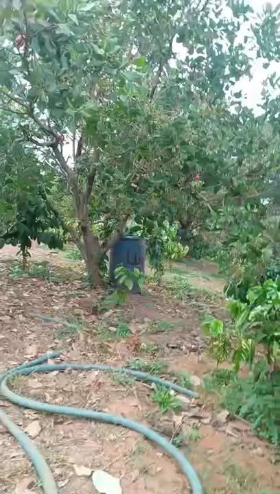 Đất vườn Xã Ia O Gia Lai 10.000m² 390 triệu - Giá đầu tư tốt