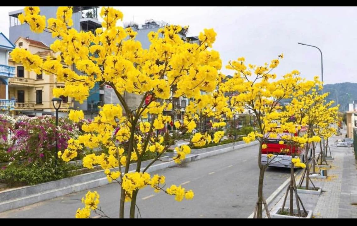 Đất nền Thôn Dư Xá 45-66.8m² 1.43-1.8 tỷ - Sổ đỏ chính chủ