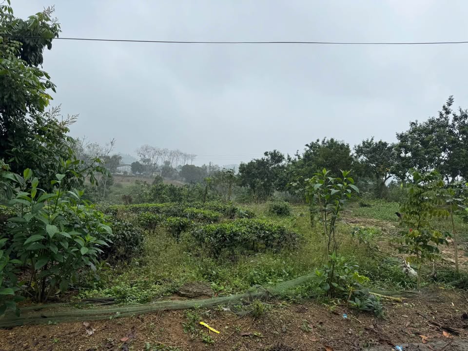 Đất nền Mỹ Lâm Tuyên Quang 1260m² 2 tỷ - Tiềm năng tăng giá