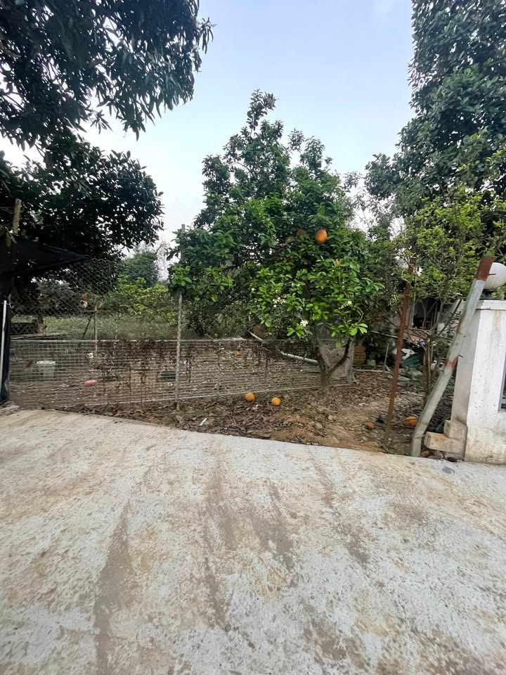 Đất nền Tân Xã 161m² giá 805 triệu - Sổ đỏ chính chủ