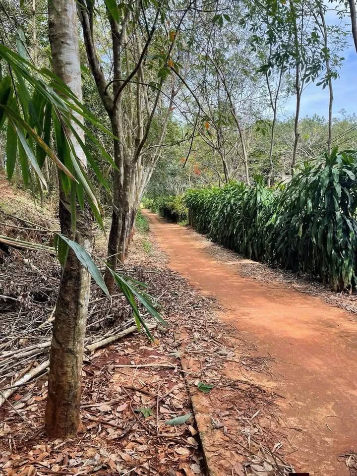 Đất nền Tân Lợi Bình Long 1000m² giá 2xx - Sổ hồng sẵn