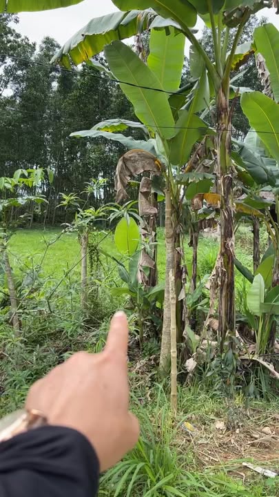 Đất Phố Châu Hà Tĩnh 210m² - Thổ cư 100%