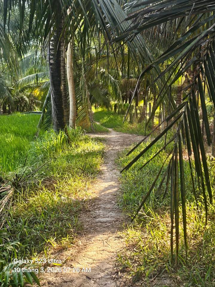 Đất vườn Nhị Long Càng Long 8,000m² 2.24 tỷ - Đầu tư dài hạn