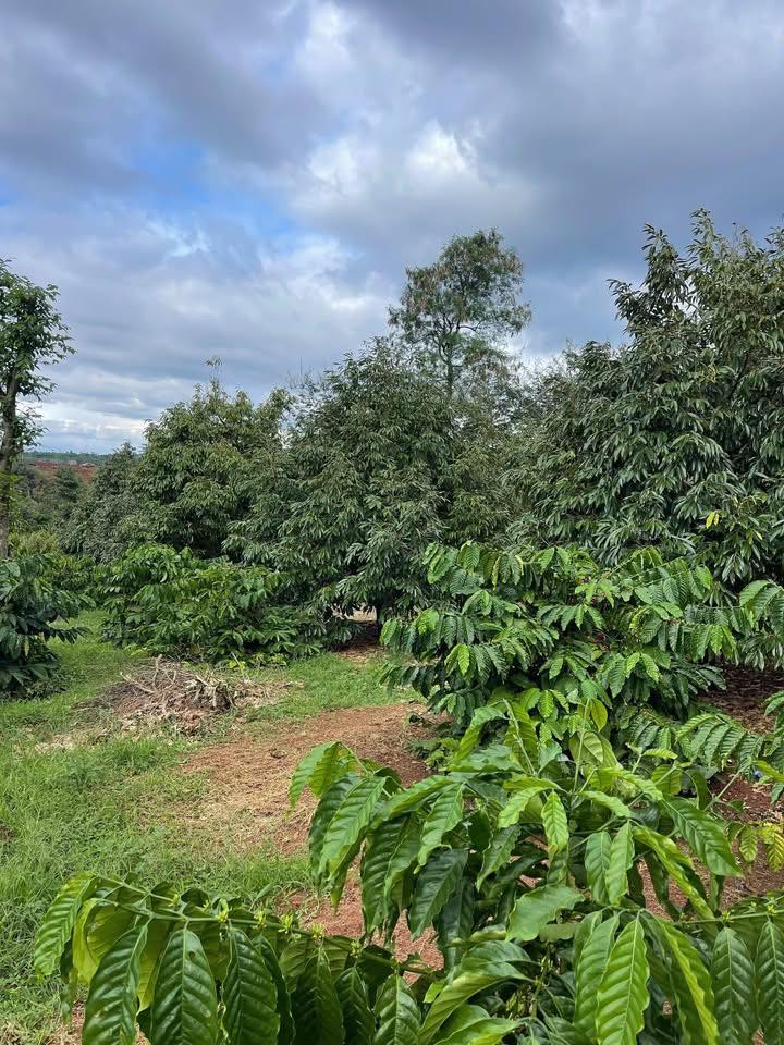 Đất Cư M'gar Đắk Lắk 11.000m² 13.75 tỷ - Sổ đỏ chính chủ