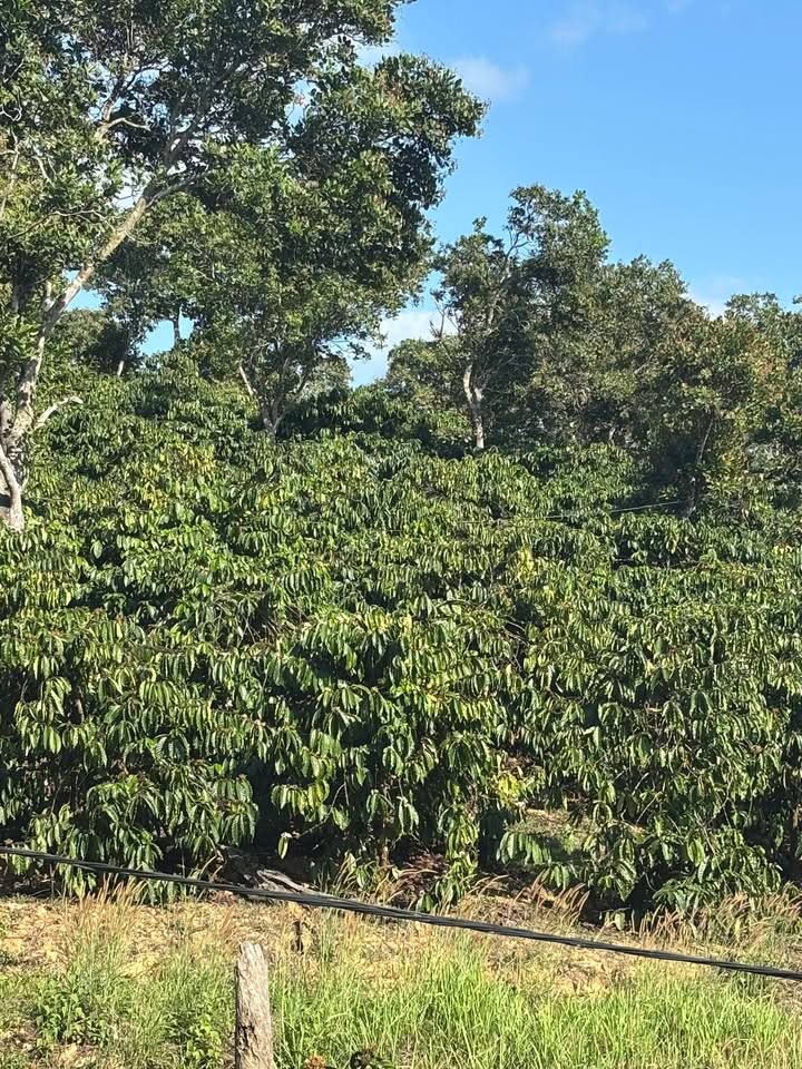 Đất Xã Đắk Sôr Krông Nô 1,5ha giá 8,33 tỷ - Sổ đỏ chính chủ