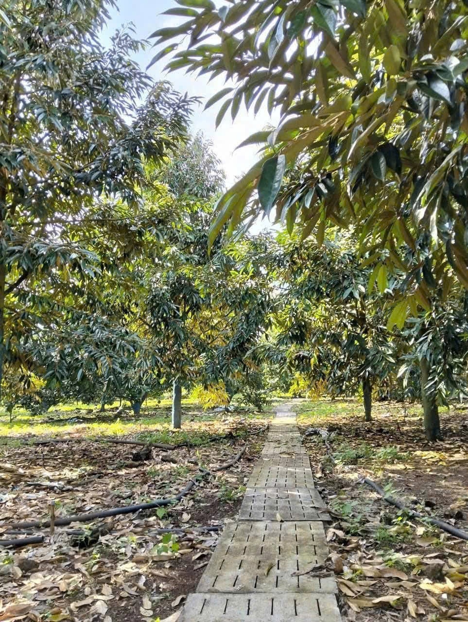 Đất vườn Đồng Tiến 1.200m² 230 triệu - Sổ đỏ chính chủ