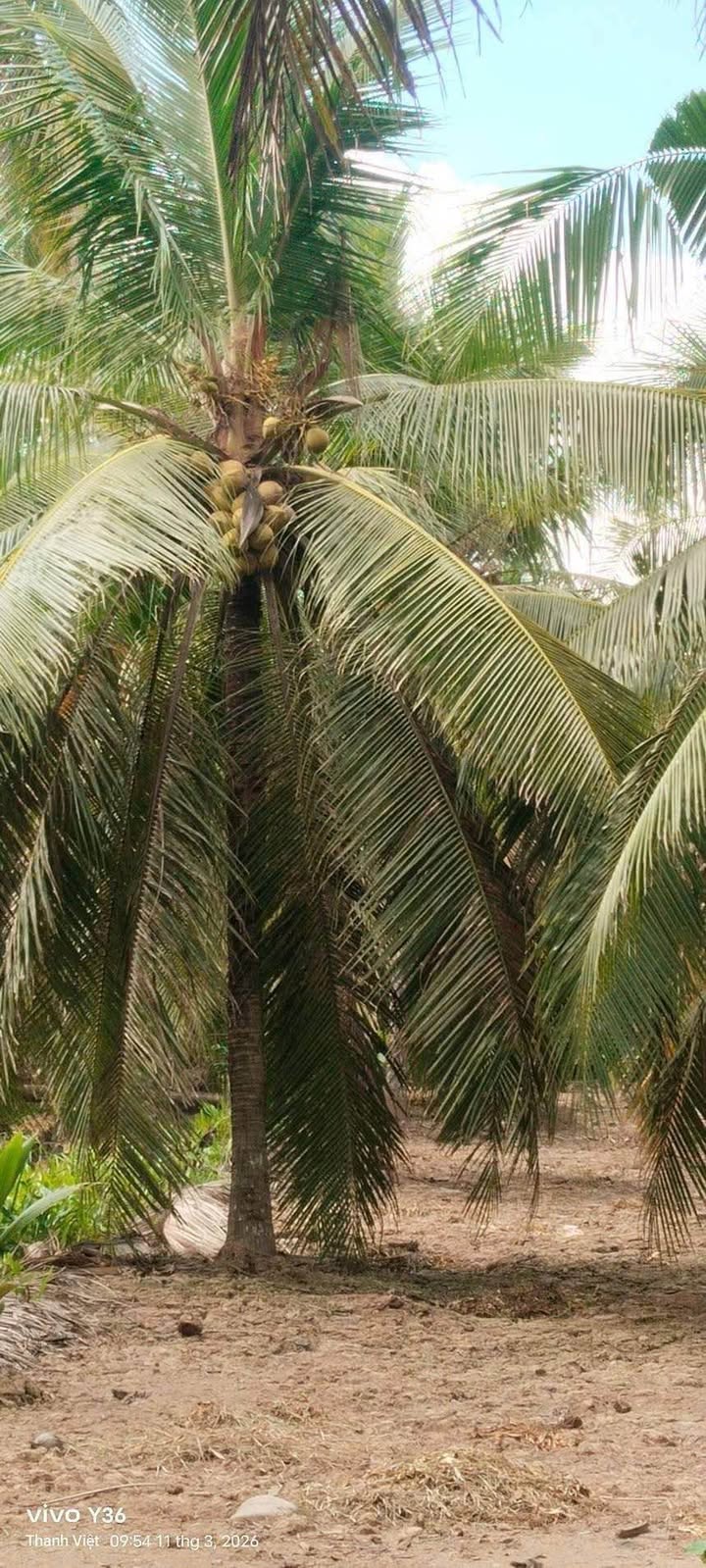 Land Bến Tre Giồng Trôm 720m² giá 900 triệu - Đường to ô tô