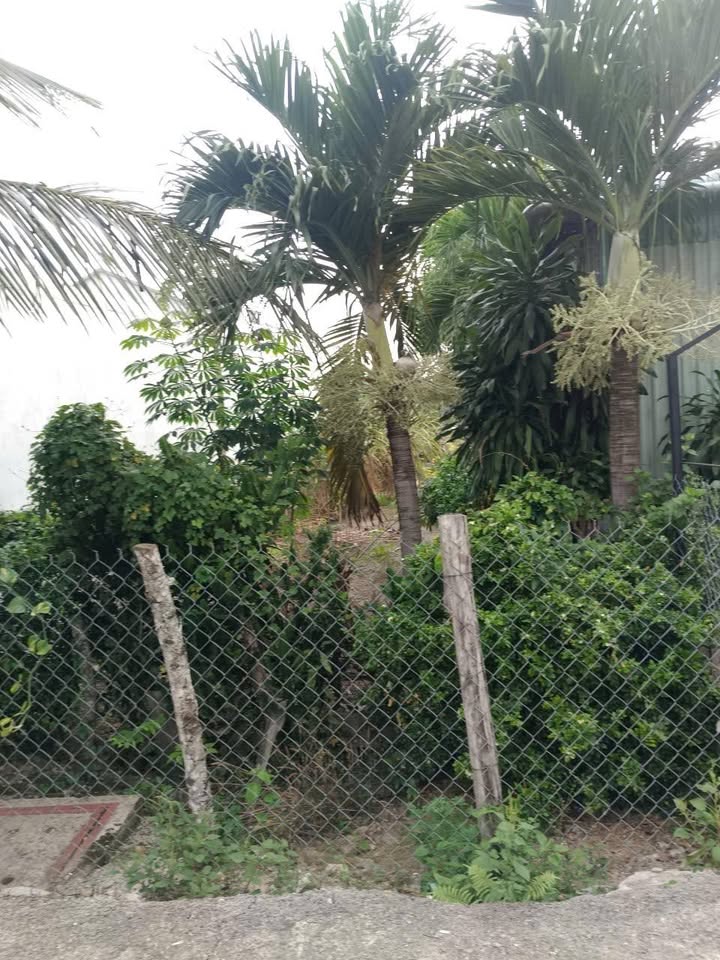 Đất nền Đường số 9 Tân Thông Hội 240m² 4 tỷ - Đất thổ cư 100%