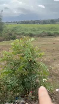 Đất thổ cư Ea Lâm 800m² 200 triệu - Sổ đỏ chính chủ