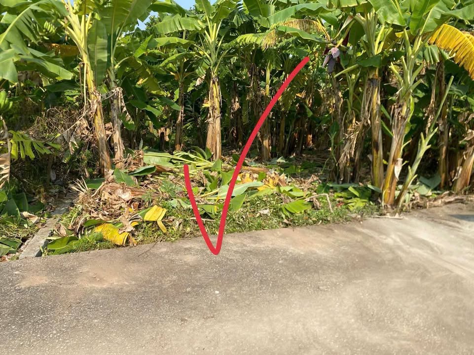 Đất nền Trường Thành An Lão 70m² 550 triệu - Sổ đỏ chính chủ