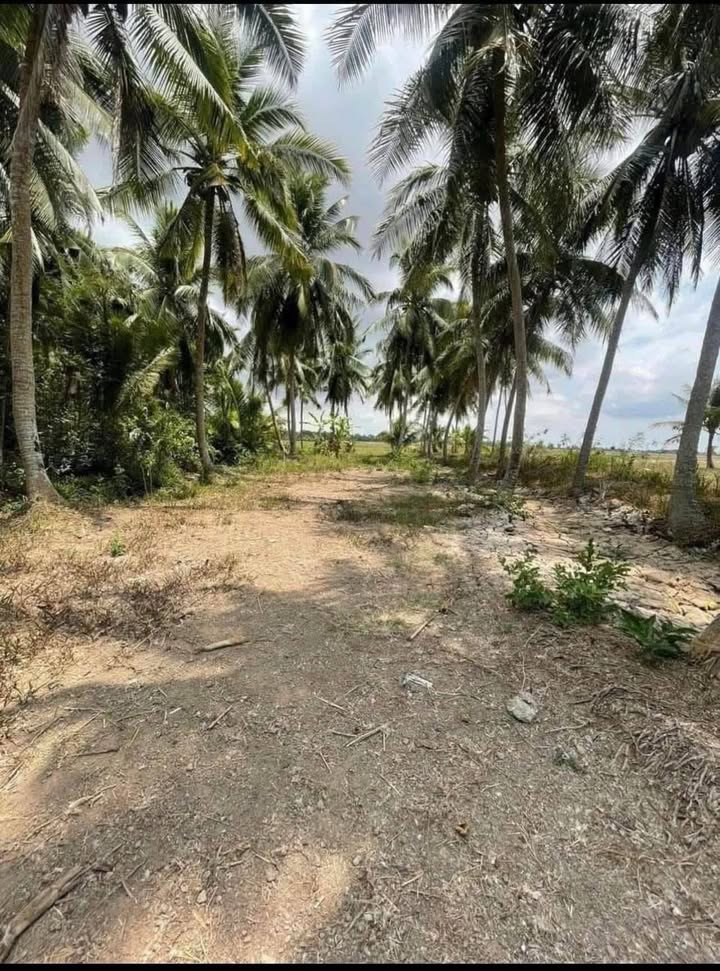 Đất nền Đại Tâm Sóc Trăng 320m² 250tr - Xây dựng tự do