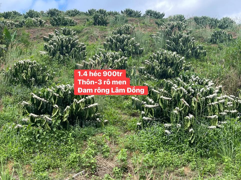 Đất vườn Rô Men Đam Rông 1.4ha 900 triệu - An yên tĩnh lặng