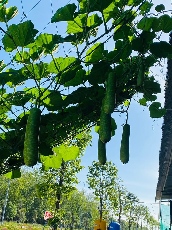 Đất nền Lai Uyên 1.000m² 1,1 tỷ - Sổ đỏ chính chủ