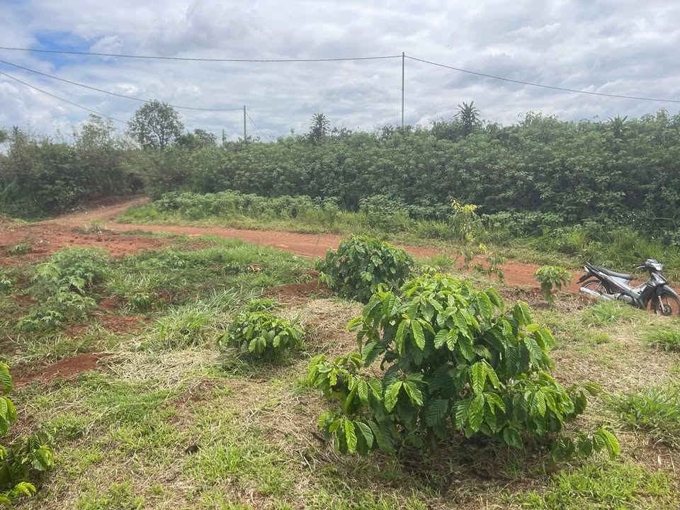 Đất nền Di Linh 432m² 700 triệu - Đường to ô tô