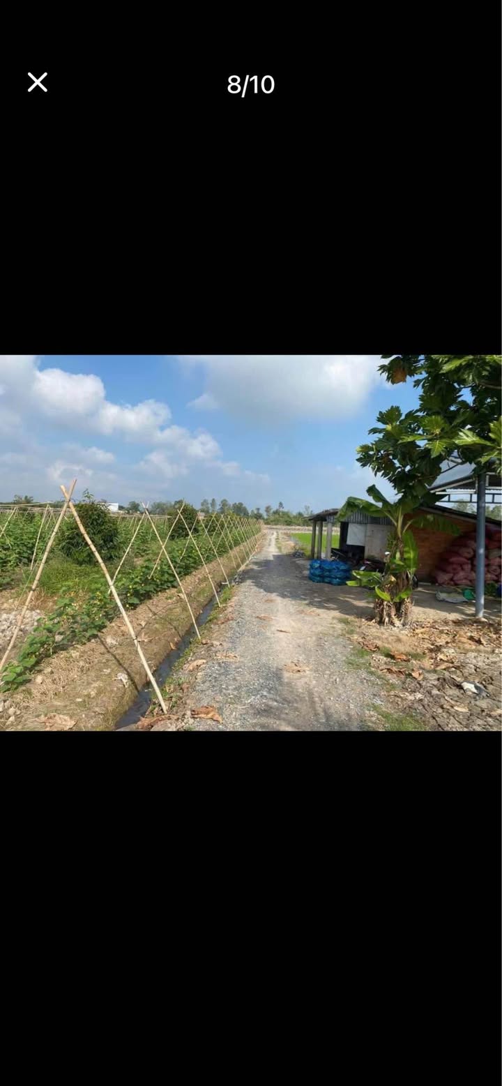 Đất Long Mỹ Vĩnh Long 8.000m² 1,99 tỷ - Sổ đỏ chính chủ