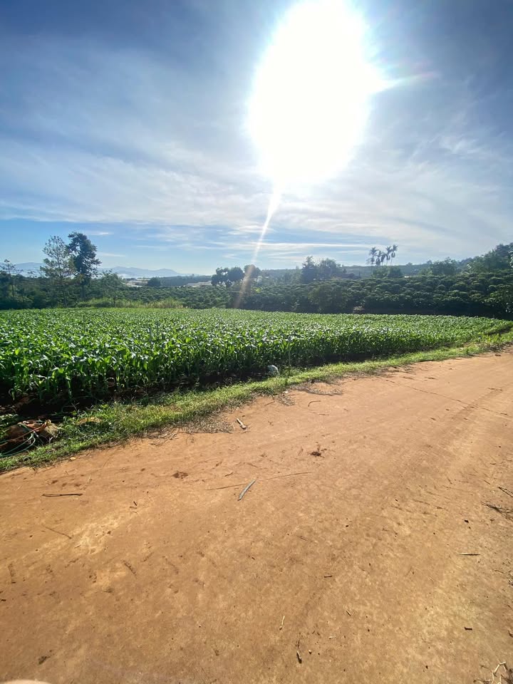 Đất nền Tân Hà Lâm Đồng 540m² giá 1.2 tỷ - Sổ đỏ chính chủ