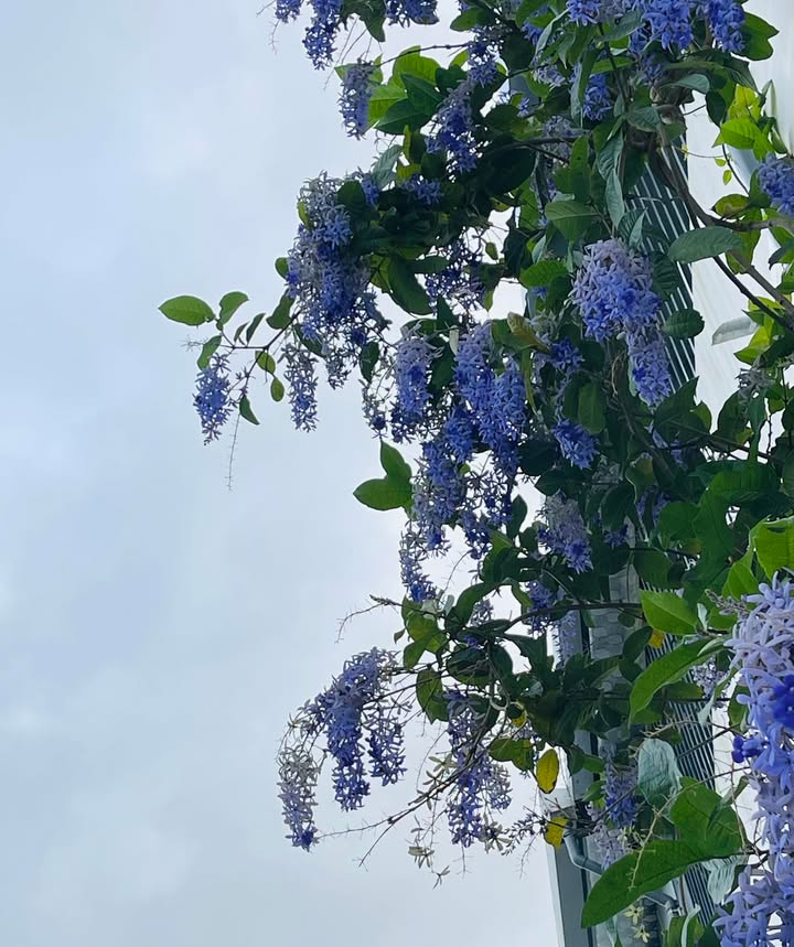 Đất nền FPT Đà Nẵng 90m² 5,1x tỷ - Đường to ô tô