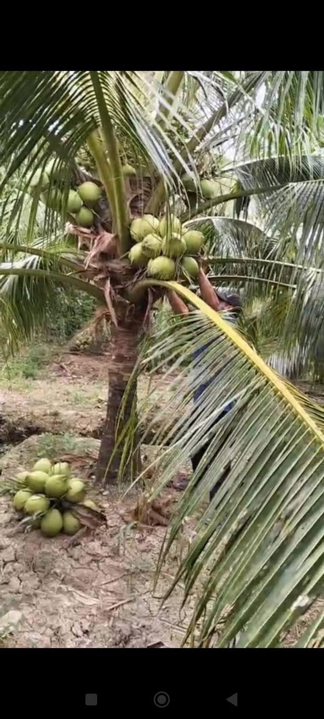 Đất vườn Phong Nẫm Giồng Trôm 1.927m² giá 1,5 tỷ - Sinh thái xanh