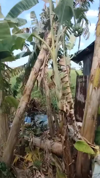 Nhà Mỹ Tú Trần Hưng Đạo 75m2 600-690 tr - Sẵn sàng ở