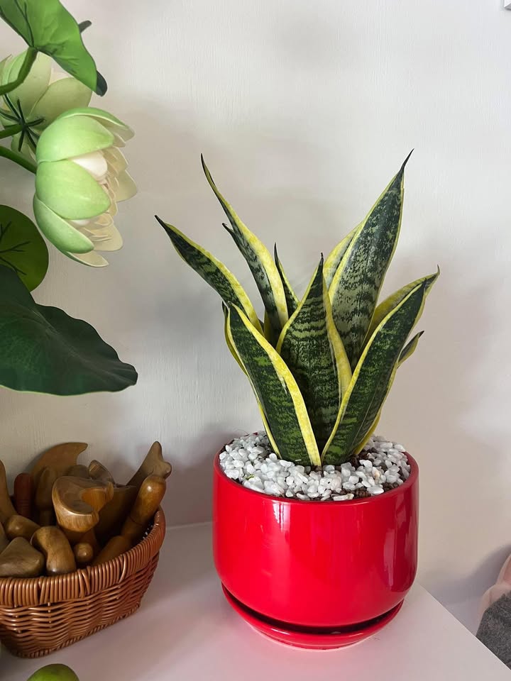 Nhà riêng Tân Thành, BMT 120m² thổ cư - Ô tô vào tận nhà