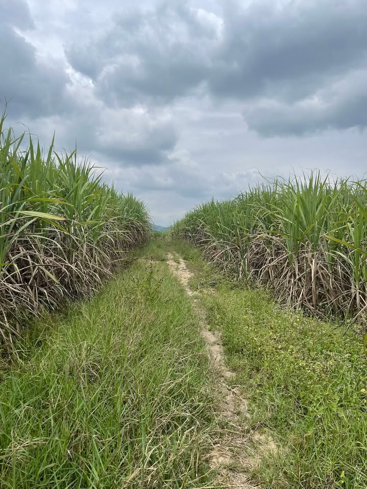 Đất vườn 2ha Phú Yên - Sổ hồng chính chủ, chỉ 300 triệu