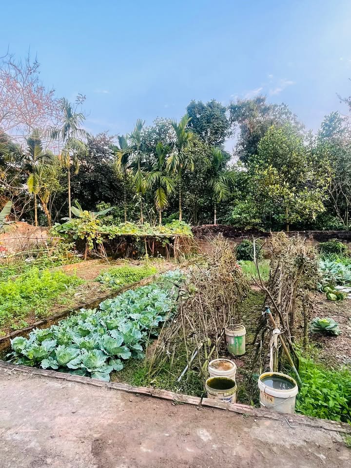 Đất nền Tam Thuấn Phúc Thọ 52m² 1,56 tỷ - Đường ô tô vào tận