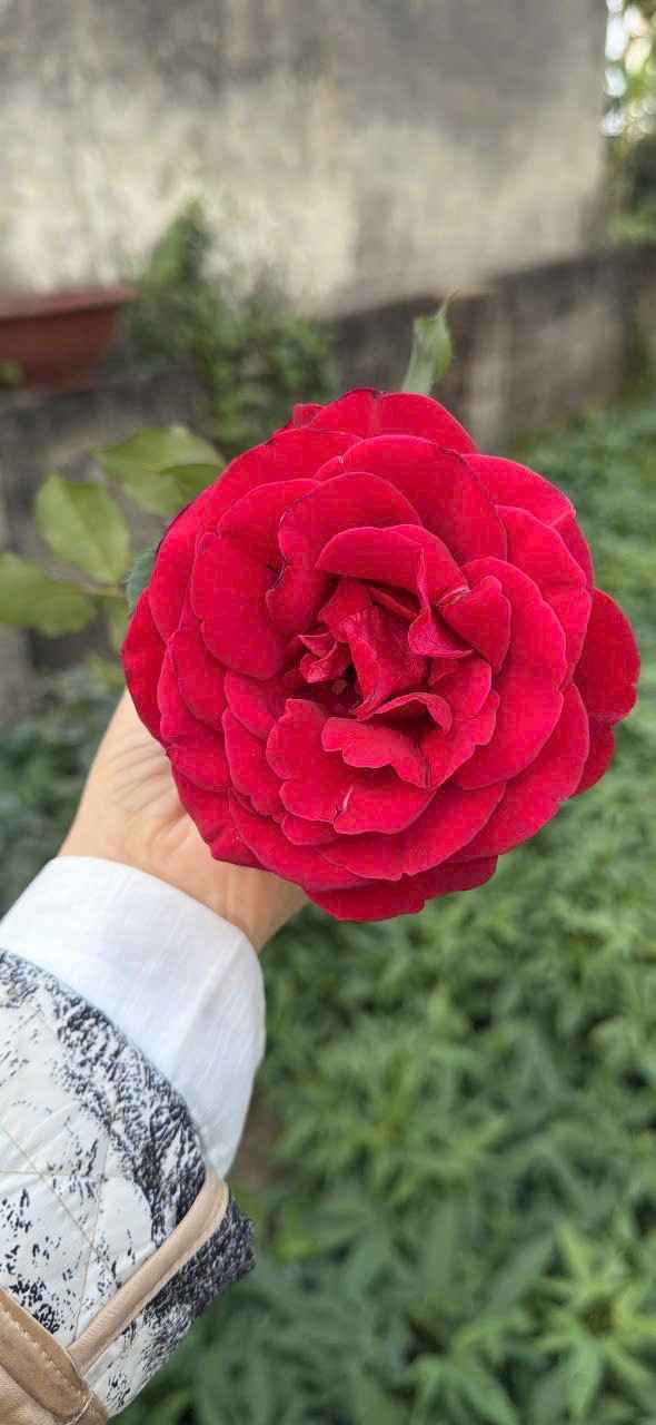 Đất Máng Nước Vĩnh Khê 116m² 9,2 tỷ - Đường to ô tô