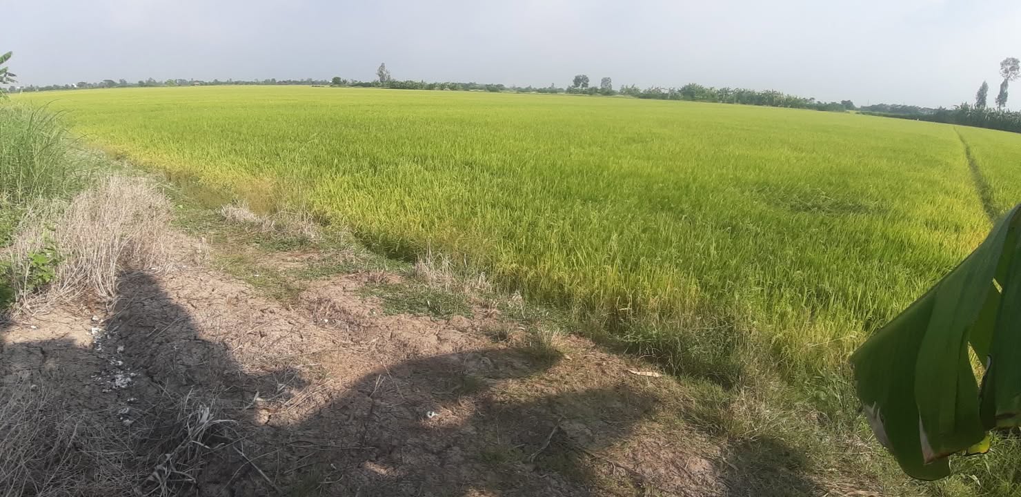 Đất vườn Thạnh Tiến Vĩnh Thạnh 8.500m² 2,295 tỷ - An yên tĩnh lặng